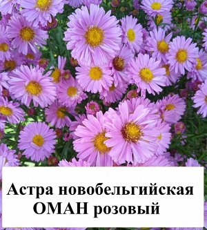 Астра новобельгийская Оман розовый