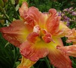 Лилейник   Longfields Twins (Heemskerk, 2005)(unknown x unknown)