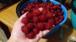 Малина (Ежемалина) Рэд Даймонд