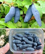 Жимолость камчатская