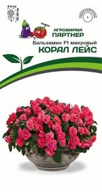Бальзамин F1 махровый Корал Лейс