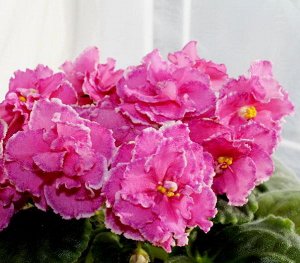 Фиалка Крупные ярко-розовые махровые цветы с каймой напылением и белой каемочкой. Средне-зеленые листья. Цветение гроздьями. Сорт предпочитает прохладные условия выращивания. (Описание автора).
