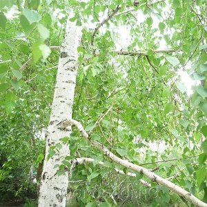 Берёза (почки) 50 г