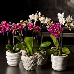Любителям орхидей: Грунты, Удобрения, Опоры, Кашпо и горшки