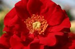 Ротер Корсар (Roter Korsar) Шраб