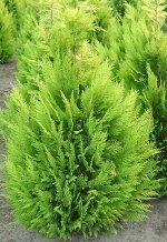 Кипарисовик Лавсона Алюмиголд