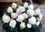 Бегония махровая белоснежная