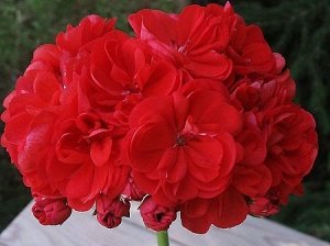 черенок пеларгонии Red Dahlia Flowered