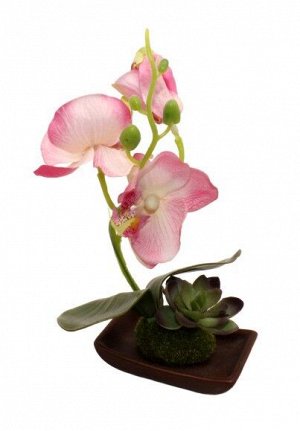 Цветы на мхе Орхидея