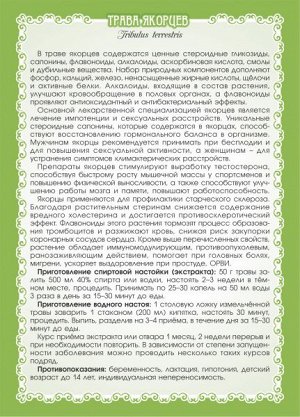 ЯКОРЦЫ СТЕЛЮЩИЕСЯ (ТРАВА)