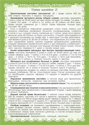 БОЛИГОЛОВ ПЯТНИСТЫЙ (ТРАВА)