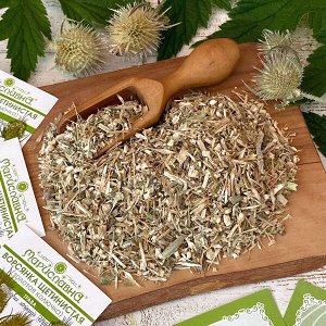 ВОРСЯНКА ЩЕТИНИСТАЯ (ЗОЛОТАЯ КОЛЮЧКА), (ТРАВА)