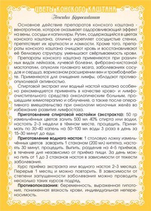 КАШТАН КОНСКИЙ (ЦВЕТЫ)