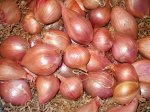 Лук-шалот розовый удлиненный