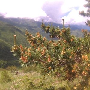 Пыльца сосны альпийской (порошок)