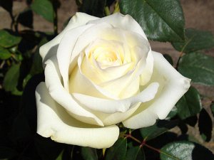 Белые розы Образует цветки белого оттенка длиной примерно 11 см, истончает слабовыраженный аромат. Высокорослое растение, достигающее в высоту 100 см. Отлично переносит многие болезни, хорошо восприим