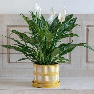 Green Rock Спатифиллум Даймонд
