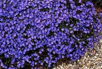 Вероника Georgia Blue