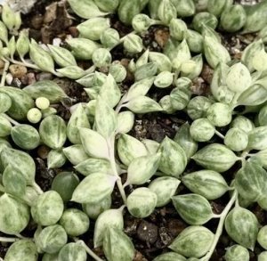 Крестовник Геррейна Вариегатный. Senecio Herreianus Var.