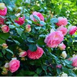 Саженцы лето 2023: Садовые Розы из Питомника! реал фото