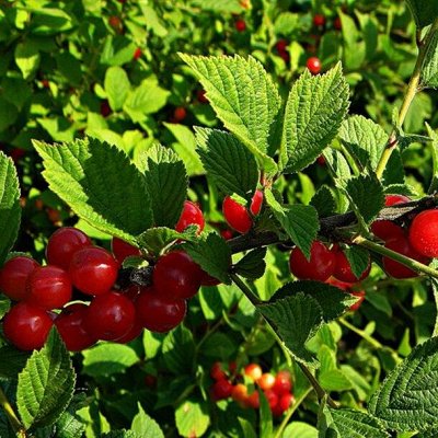 Саженцы 2024: Ягодные кустарники 🍒 Реал фото. Плодово-ягодные луковицы ...