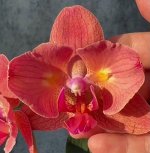 P.(Little Mary-Sin Yuan Golden Beauty)’ES’