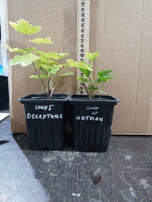 Смородина красная  Натали, саженец