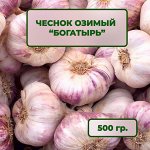 Чеснок озимый Богатырь 0,5 кг