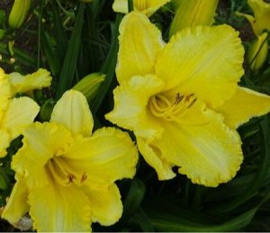 Twinsgarden Лилейник Mount Herman Yellow Green Glow (Carpenter-J., 2009)(Lifting Me Higher х JT Davis)