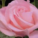 Фламинго Светло-розового цвета длинные, элегантные бутоны. Цветки нежно-розовые, красивой бокаловидной формы, крупные (11см), махровые (до 25 лепестков), душистые, одиночные, на длинных, прочных побег