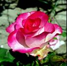Ривьера Роза обладает нежным ароматом. Заливка бутона идет градиентом от бледно-розового в центре до бордово-розового по краям лепестков. Форма бутона классическая бокаловидная, диаметром 11-12 см. Вы
