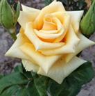 Поль Рикар Бокал желто-кремовый, жемчужный, махровый,  40 - 45 лепестков в одном цветке, диаметр цветка 10 см, обладает насыщенным сладким ароматом. Цветение обильное, непрерывное. Высота куста 100 см