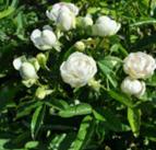 Глобус Роза мини. Высота куста 40-45 см, ширина - до 50 см. Цветы густомахровые, шаровидные, 5 см в диаметре. Цвет- белоснежный. Куст обильно - и повторноцветущий. Устойчив к заболеваниями морозам