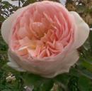 Афродита Цветки вазообразные, квартированные, крупные, диаметром 10-12 см, с пряным ароматом, прочные, медленно распускаются. Окраска нежная, фарфорово-розовая. Куст ровный (высота 60-80 см), мощный, 