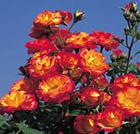 Тайфун Очень яркая и привлекательная роза-спрей. Куст 60-80 см. Цветет практически непрепывно. Бутоны, собранные в соцветия, имеют слабый приятный аромат. Сорт очень вынослив.