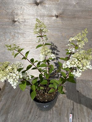 Гортензия метельчатая Sundea Fraise / Сандэй Фрайз