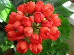 Пеларгония Тюльпановидная Red Pandora