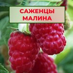 Малина. Двухлетние. ОКС
