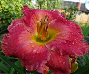 Twinsgarden Лилейник Great Mercies(Bell-T., 2007)(Enchanting Esmerelda х unknown)