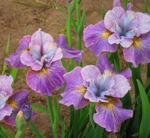 Ирис Sibirica Careless Sally