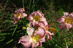 Лилейник Lala Fabulosa (Smith-FR, 2007) (Tet. Lavender Blue Baby × Jacqueline Kennedy Onassis)