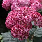 РУБИ АННАБЕЛЬ (RYBY ANNABELLE)