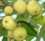 Яблоня Уральское наливное осенняя (Код: 5573)