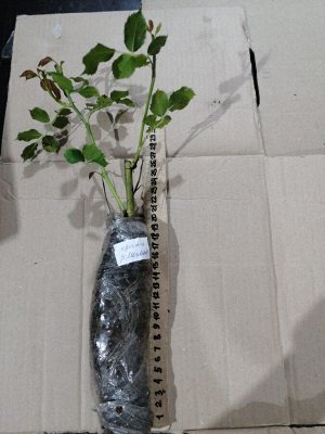 Роза принц де монако