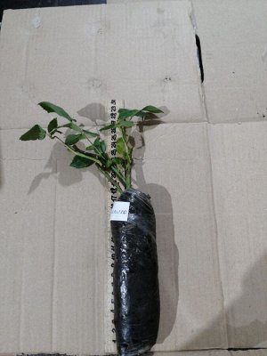 Роза джелика