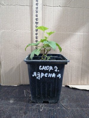 Смородина черная Ядреная, саженец