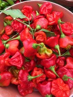 Острый перец Nepalese bell pepper