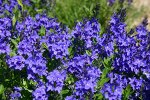 Вероника австрийская Knallblau