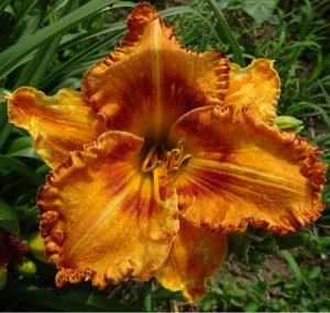 Twinsgarden Лилейник Dazzling Display (Polston, 2011) (Darla Anita × sdlg)