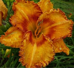 Twinsgarden Лилейник Dazzling Display (Polston, 2011) (Darla Anita × sdlg)